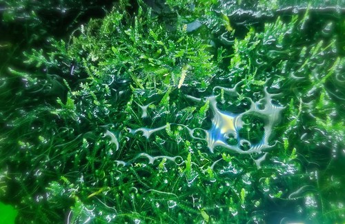Java moss taxiphyllum - moss, (taxiphyllum