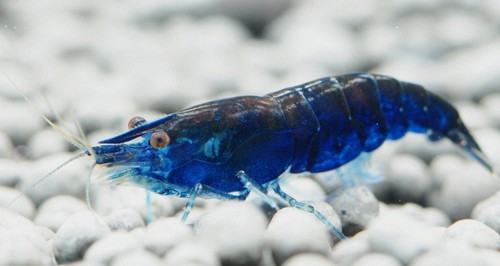 Caridine piante acquario - piante,