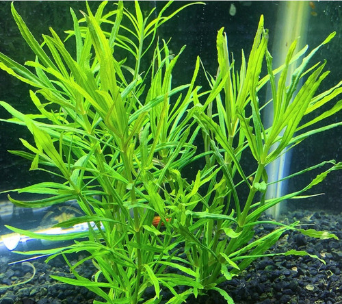 Piante acquario dolce - piante,