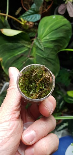 Vesicularia dubyana java - dubyana,