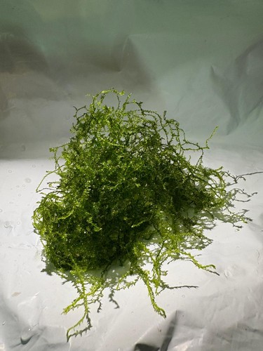 Pianta acqua dolce - pianta, di