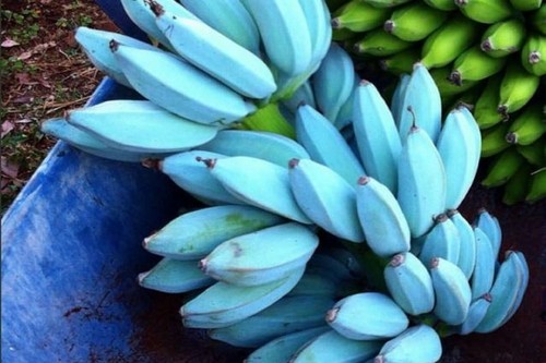 Pianta banano blue - di, java