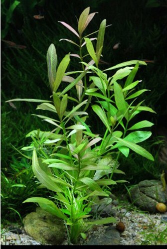 Pianta piante acquario