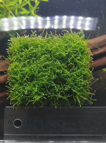 Java moss piante - moss,, lumache