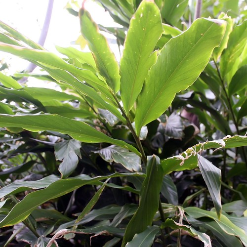 Cardamomo giava wurfbainia - di,
