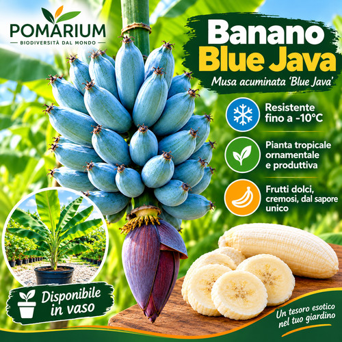 Banano blue java pianta - banano, gelato