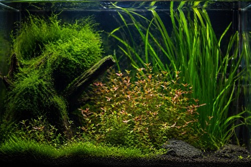 Muschio java per acquario - per,