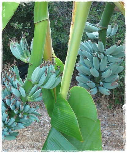Pianta banano blue java - di,