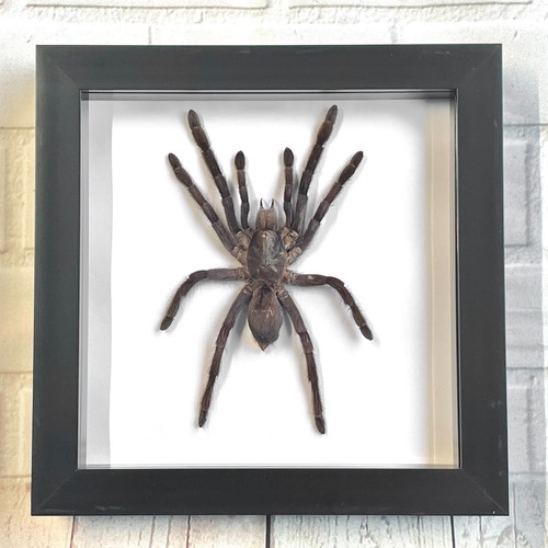 Java earth tiger tarantula - java,